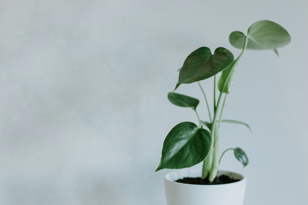 Little Green Joy